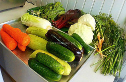 Машины обезвоживания и сушки овощей, фруктов 